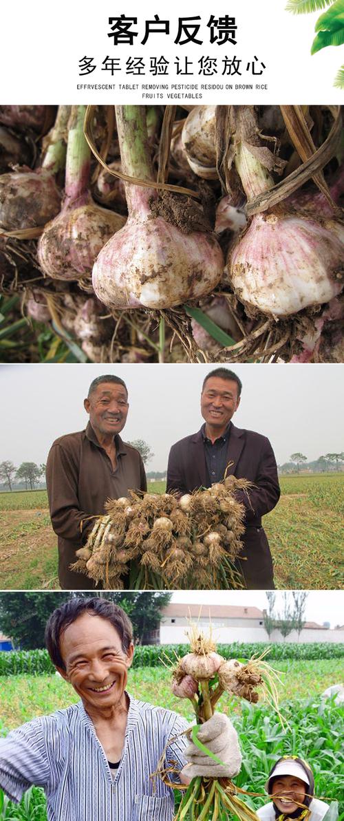 大蒜专用农药根腐病紫斑病叶枯病软腐病疫病锈病防病药大蒜杀菌剂80g