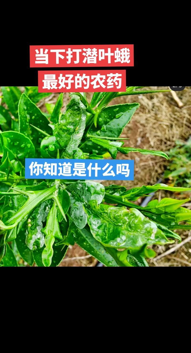 当下防治潜叶蛾，甲维·氯虫苯为何是首选？——科学用药指南与实战解析
